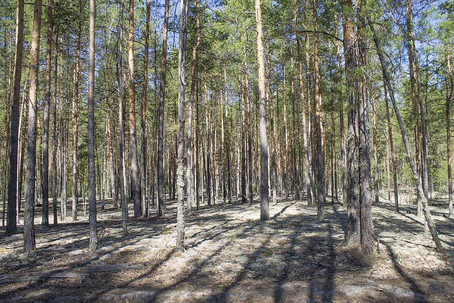 Primavera, floresta, arvores, pinho, florestas, natureza, árvore, panorama, plantar, terra, crescimento, tranquilidade, luz solar, tronco de árvore, tronco, beleza na natureza, sombra, ninguém, cena tranquila, dia, cena não urbana, scenics - natureza, ao ar livre, abundância, bambu - planta, floresta de pinheiros, 4K