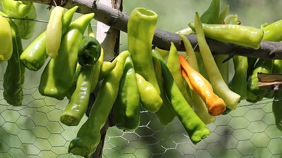 pebre, verd, arbre, vegetals, menjar i beguda, menjar, color verd, alimentació saludable, benestar, frescor, cap gent, primer pla, aliments crus, pebrot picant, dia, a l'aire lliure, centrar-se en primer pla, orgànic, espècia, directament a sobre, penjant, tanca, 5K, CC0, domini públic, lliure de regalies