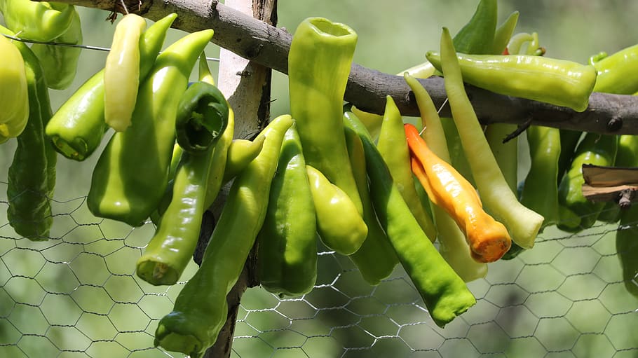 pebre, verd, arbre, vegetals, menjar i beguda, menjar, color verd, alimentació saludable, benestar, frescor, cap gent, primer pla, aliments crus, pebrot picant, dia, a l'aire lliure, centrar-se en primer pla, orgànic, espècia, directament a sobre, penjant, tanca, 5K