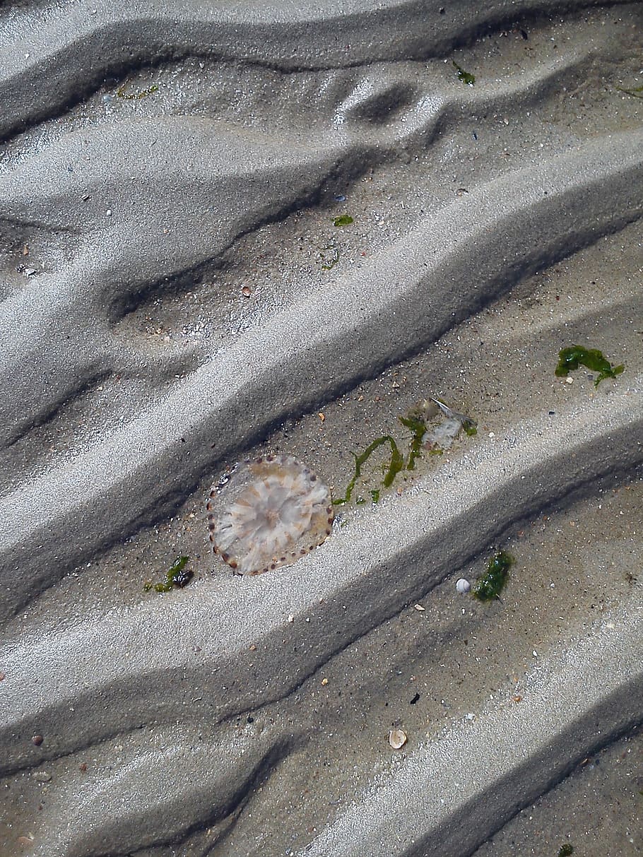 Hintergrund, Meer, Textur, keine Leute, High Angle View, Tag, Land, Natur, Sand, Nahansicht, Strand, Tier, draußen, Pflanze, Tierthemen, Vollbild, Blatt, Muster, Wirbeltier, Tiere in freier Wildbahn, Pflanzenteil, ein Tier, Tierwelt, 2K