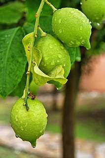 lemon, tree, green, green color, fruit, food and drink, healthy eating, freshness, food, close-up, focus on foreground, plant, leaf, nature, plant part, growth, wellbeing, no people, day, drop, outdoors, wet, ripe, 2K, CC0, public domain, royalty free