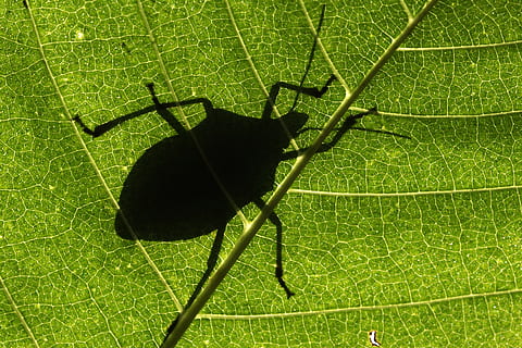 bug, leaf, shadow, green color, plant part, animal, nature, animal themes, one animal, animal wildlife, invertebrate, insect, leaf vein, plant, no people, close-up, animals in the wild, outdoors, arthropod, silhouette, day, animal leg, 4K, CC0, public domain, royalty free