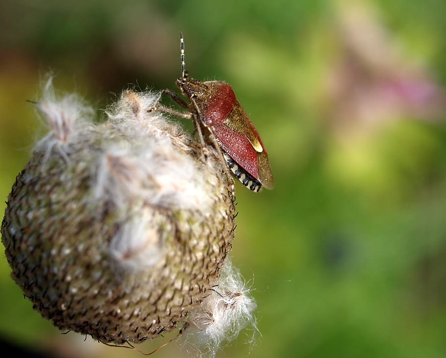 error d’escut, insecte, naturalesa, primer pla, temes d'animals, animal, fauna animal, animals a la natura, enfocament selectiu, cap gent, un animal, dia, centrar-se en primer pla, invertebrat, bellesa a la natura, planta, fragilitat, vulnerabilitat, a l'aire lliure, nova vida, inicis, 1080P