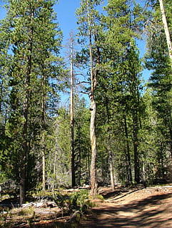 Baum, Wald, verdrehte, Borke, Kiefer, Pflanze, Wachstum, Land, Ruhe, Schönheit in der Natur, ruhige Szene, Baumstamm, Kofferraum, Natur, Szenen - Natur, Tag, Nicht-städtische Szene, keine Leute, Sonnenlicht, grüne Farbe, Himmel, Fernbedienung, draußen, Nadelbaum, Kiefernwald, 2K, CC0, gemeinfrei, lizenzfrei