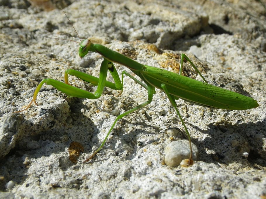 Mantis religiosa, mantodea, primer pla, un animal, temes d'animals, fauna animal, animals a la natura, animal, invertebrat, dia, color verd, insecte, naturalesa, sòlid, rock - object, cap gent, rock, a l'aire lliure, part del cos dels animals, enfocament selectiu, llum solar, 4K