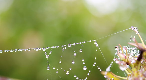 web, dugg, regnfall, vann, miste, skjørhet, sårbarhet, spindelvev, nærbilde, natur, fokusere på forgrunnen, anlegg, skjønnhet i naturen, selektiv fokusering, dag, våt, ingen folk, utendørs, grønn farge, friskhet, edderkopp, dyre temaer, regn, renhet, regndråpe, 2K, CC0, offentlig domene, opphavsrett gratis