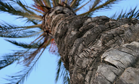 Palme, Kofferraum, Baum, Hintergrund, Textur, Pflanze, Baumstamm, keine Leute, Nahansicht, Rau, Natur, Wachstum, texturiert, Tag, Fokus auf den Vordergrund, selektiver Fokus, Flachwinkelansicht, Muster, Himmel, Pflanzenrinde, tropisches Klima, draußen, Borke, 2K, CC0, gemeinfrei, lizenzfrei
