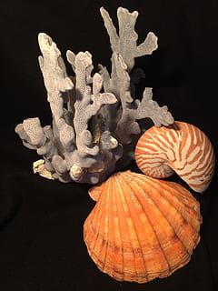 conchiglie, blu, corallo, nessuno, in casa, natura morta, avvicinamento, arte e artigianato, girato in studio, creatività, vista dall'alto, sfondo nero, natura, rappresentazione, cibo, animale, freschezza, forma, colore arancione, mestiere, tavolo, pianta fiorita, 2K, CC0, dominio pubblico, privo di copyright
