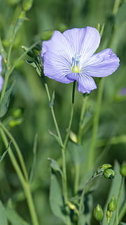 Fleur-de-Lin, Frühling, blühende Pflanze, Blume, Frische, Zerbrechlichkeit, Verletzlichkeit, Pflanze, Schönheit in der Natur, Wachstum, Blütenblatt, Blütenkopf, Blütenstand, Nahansicht, lila, Natur, grüne Farbe, keine Leute, Pflanzenstamm, Fokus auf den Vordergrund, Botanik, 5K, CC0, gemeinfrei, lizenzfrei