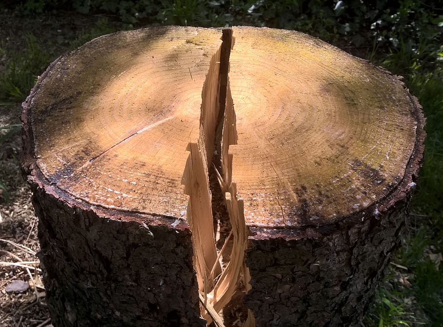 dividir, fusta, arbre, monstre de l'arbre, escorça, planta, bosc, desforestació, registre, terra, material de fusta, naturalesa, tronc de l'arbre, tronc, indústria de la fusta, primer pla, dia, qüestions ambientals, llenya, camp, a l'aire lliure, cap gent, anell d’arbre, 4K