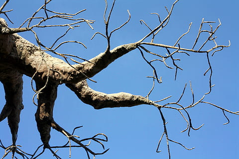 tre, hender, fingre, baobab, flaske tre, apebrød, tre oppover, bare tre, gren, himmel, anlegg, natur, lav vinkel visning, dag, ingen folk, klar himmel, blå, utendørs, trestamme, ro, sollys, stamme, død plante, skjønnhet i naturen, naturskjønnhet - natur, tørke, rett under, 4K, CC0, offentlig domene, opphavsrett gratis