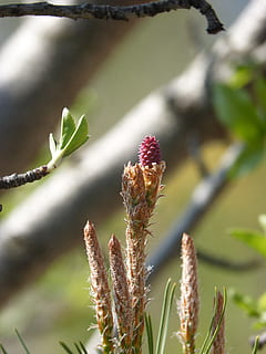 pin, mugur, fructe de pin, plantă, creştere, a închide, frumusețe în natură, să se concentreze asupra primelor elemente, natură, zi, nici o persoana, liniște, selectiv, Culoarea verde, în aer liber, frunze, parte a plantelor, vulnerabilitate, începuturi, fragilitate, plante stem, lumina soarelui, floare, 4K, CC0, domeniu public, fără drepturi de autor