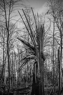 boom schade, boom, vooruit, vernietigde, verwoesting, landschap, schade, gunst, storm schade, fabriek, kale boom, Bos, geen mensen, natuur, land-, kalmte, boomstam, romp, tak, dag, hemel, niet-stedelijke scène, buitenshuis, scenics - natuur, bos-, groei, schoonheid in de natuur, rustige scène, dode plant, 4K, CC0, publiek domein, royaltyvrij