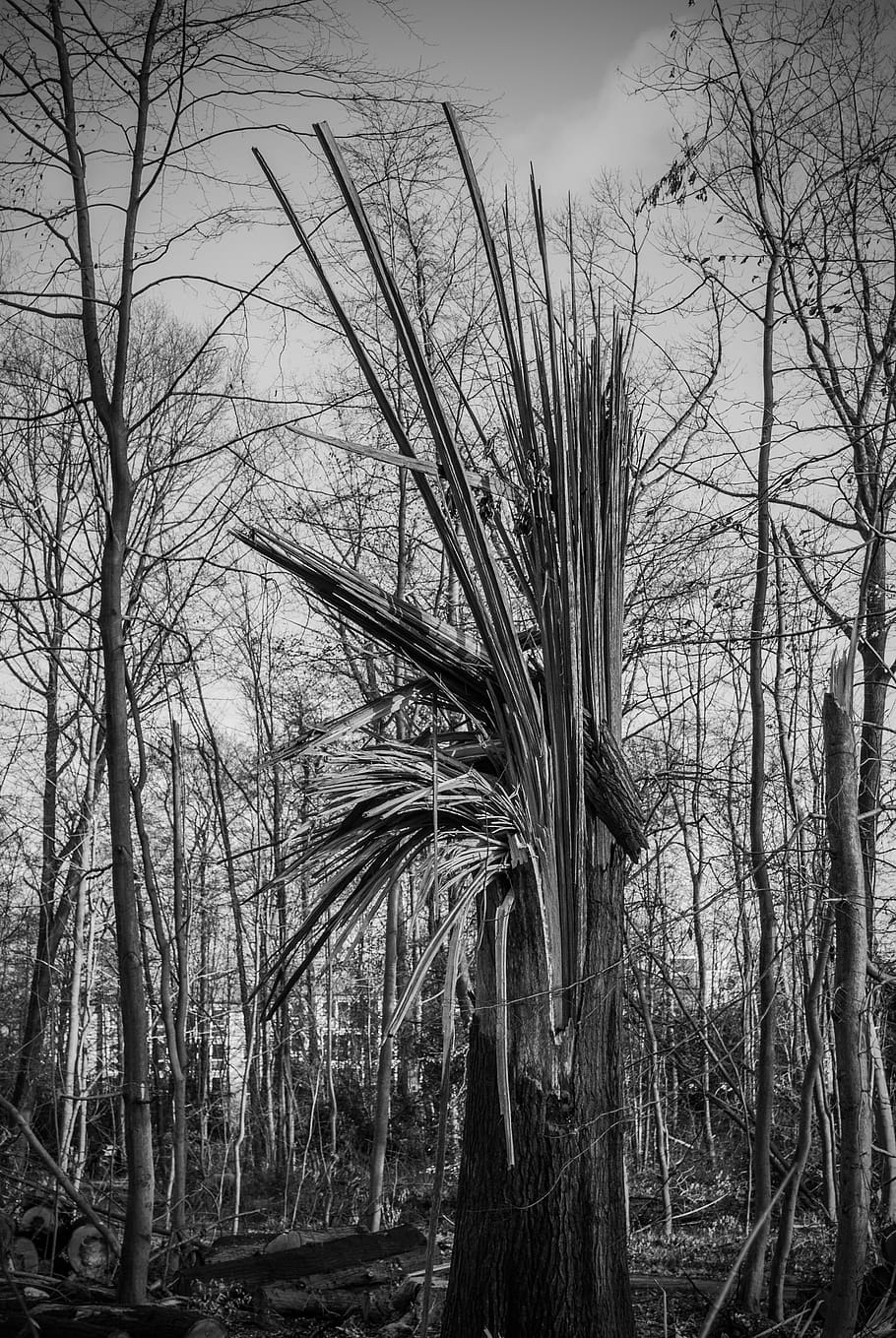 danys als arbres, arbre, endavant, bolcada, devastació, paisatge, danys, favor, danys a la tempesta, planta, arbre nu, bosc, cap gent, naturalesa, terra, tranquil·litat, tronc de l'arbre, tronc, branca, dia, cel, escena no urbana, a l'aire lliure, escenics - natura, creixement, bellesa a la natura, escena tranquil·la, planta morta, 4K