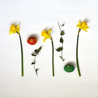 sammensætning, påske, helligdage, æg, Periwinkle, påskelilje, blomst, blomster, natur, blomstrende plante, plante, friskhed, studio skud, indendørs, tæt på, ingen mennesker, skønhed i naturen, skrøbelighed, gul, blomsterhoved, blomsterstand, plantestamme, kreativitet, mad, hvid baggrund, direkte over, mad og drikke, 4K, CC0, offentligt domæne, royaltyfrie