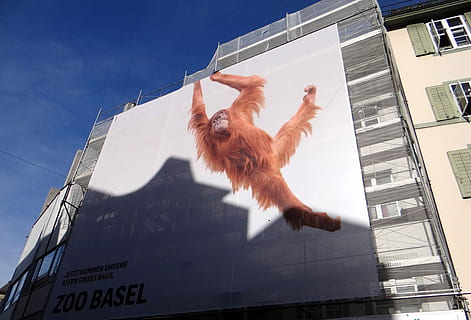Casa, facciata, pannello, vita privata, scimmia, Inquadratura dal basso, mammifero, animale, cielo, temi animali, un animale, architettura, esterno dell'edificio, struttura costruita, nessuno, luce del sole, domestico, giorno, animali domestici, natura, vertebrato, costruzione, all'aperto, cane, 2K, CC0, dominio pubblico, privo di copyright