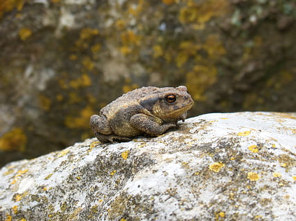 ropucha, sapito, batrachian, malý, drobný, Příroda, animalia, divoký život, venku, zvířat, zvíře, Skála, rock - objekt, jednoho zvířete, zvířata ve volné přírodě, pevný, plaz, obratlovců, den, nikdo, detail, ještěrka, selektivní zaměření, zaměřit se na popředí, hledá, texturou, leguán, námořní, 4K, CC0, veřejná doména, bez autorských práv