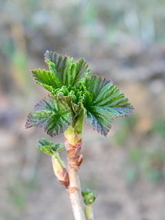 spring, currant, pulse, growth, focus on foreground, plant, close-up, green color, plant part, leaf, day, beauty in nature, beginnings, nature, no people, outdoors, vulnerability, fragility, botany, new life, tranquility, freshness, flower, sepal, 4K, CC0, public domain, royalty free