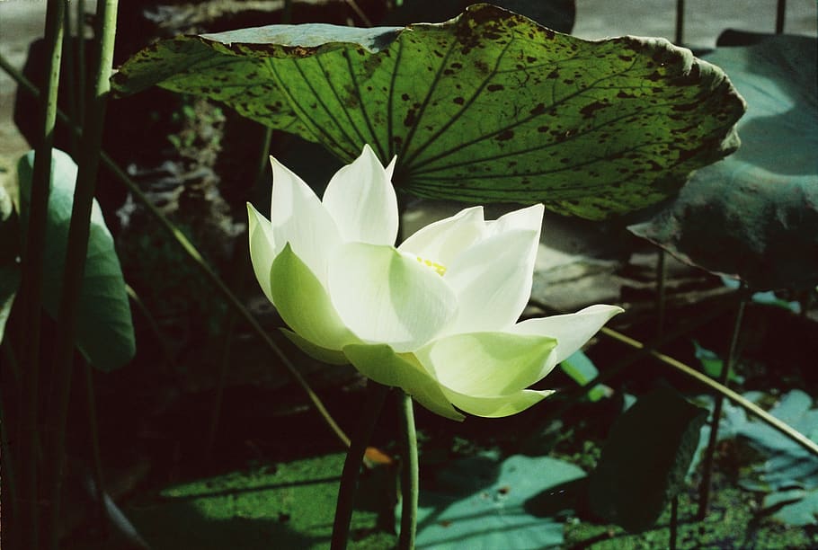 blanc, flor, florir, planta, lliri, lliri de l'estany, Kodak, vison200t, lotus, naturalesa, 35 mm, minolta, motionfilm, kodakfilm, minolta x 700, kodakvision2200t, full, acanthaceae, pètal, aràcies, vela, creixement, primer pla, bellesa a la natura, part de la planta, vulnerabilitat, fragilitat, cap gent, frescor, color verd, dia, planta amb flors, centrar-se en primer pla, a l'aire lliure, cap de flor, nenúfar, 2K