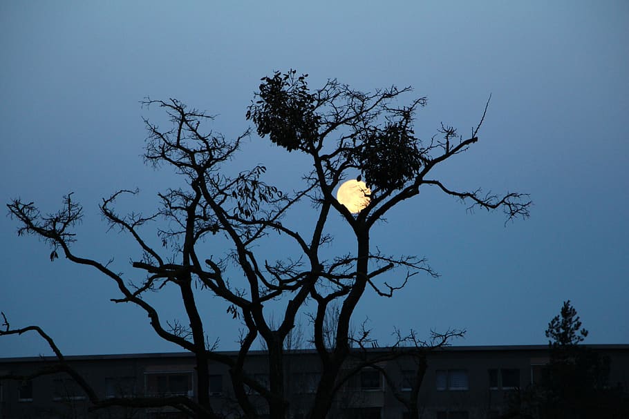 lluna, tarda, dic, abendstimmung, arbre nu, arbre, cel, exterior de l'edifici, arquitectura, estructura construïda, naturalesa, vespre, planta, branca, vista d’angle baix, cap gent, a l'aire lliure, edifici, silueta, lluna plena, cel clar, dia, blau, 5K