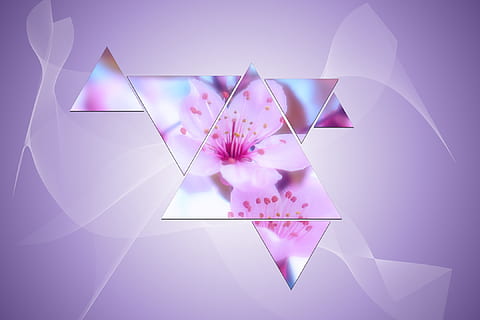 background, triangle, abstract, form, pattern, pink color, no people, studio shot, digital composite, colored background, beauty in nature, purple, flower, shape, indoors, nature, fragility, paper, creativity, art and craft, shiny, plant, vulnerability, flowering plant, luxury, 1080P, CC0, public domain, royalty free