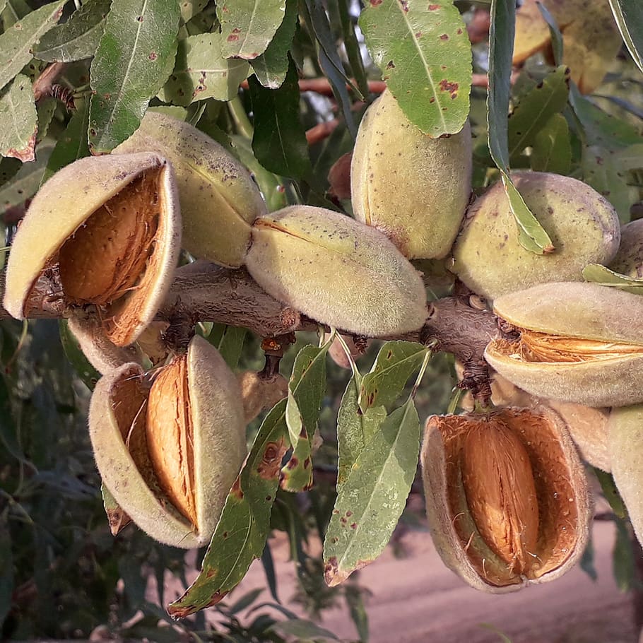 mandel, modning, frugt, blad, plante del, plante, vækst, mad, tæt på, ingen mennesker, sund kost, natur, mad og drikke, friskhed, skønhed i naturen, dag, træ, udendørs, fokus på forgrunden, grøn farve, hængende, velvære, moden, 2K