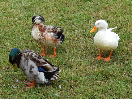 Enten, Gras, Park, Gruppe von Tieren, Vogel, Tierthemen, Tier, Wirbeltier, Tiere in freier Wildbahn, Feld, Land, Tierwelt, Natur, keine Leute, Ente, Geflügel, Pflanze, Tag, draußen, drei tiere, grüne Farbe, Tierfamilie, 4K, CC0, gemeinfrei, lizenzfrei