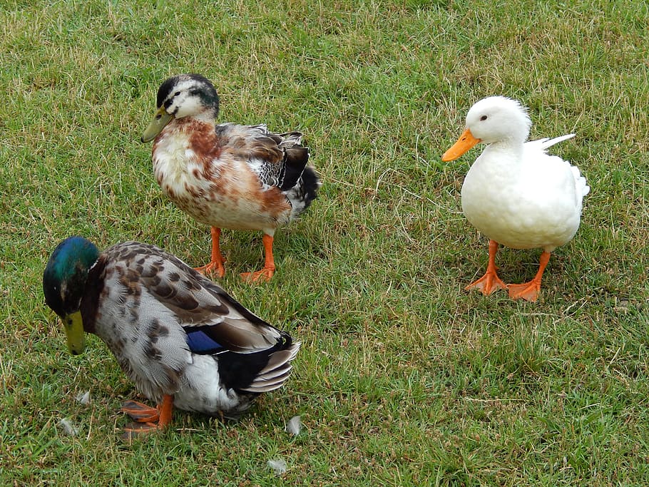 anatre, erba, parco, gruppo di animali, uccello, temi animali, animale, vertebrato, animali allo stato selvatico, campo, terra, fauna selvatica, natura, nessuno, anatra, pollame, pianta, giorno, all'aperto, tre animali, colore verde, famiglia di animali, 4K
