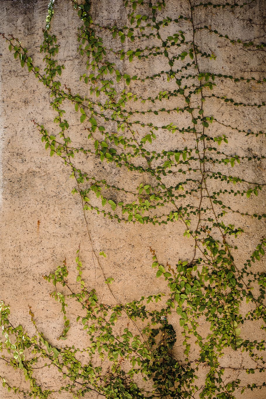 grønne blade planter, væg, jord, plante, mos, blad, blomst, blomstre, flise, vedbend, bregne, træ, vin, ukrudtsplante, Skærmplantefamilien, vener, fugl, dyr, Anthus, mursten, græs, baggrunde, tekstureret, mønster, fuld ramme, ingen mennesker, arkitektur, gammel, revnet, forvitret, beskadiget, murbygningsfunktion, tæt på, grøn farve, bygget struktur, ru, natur, udendørs, abstrakt, dag, beton, antik, overflade niveau, 5K