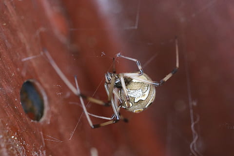 knap spider, edderkop, makro, brun knap spider, insekt, dyre temaer, tæt på, dyr, et dyr, hvirvelløse, dyreliv, dyr i naturen, dyr kropsdel, ingen mennesker, natur, ekstrem nærbillede, dråbe, leddyr, dag, selektiv fokusering, jagt, vand, dyr hoved, 5K, CC0, offentligt domæne, royaltyfrie