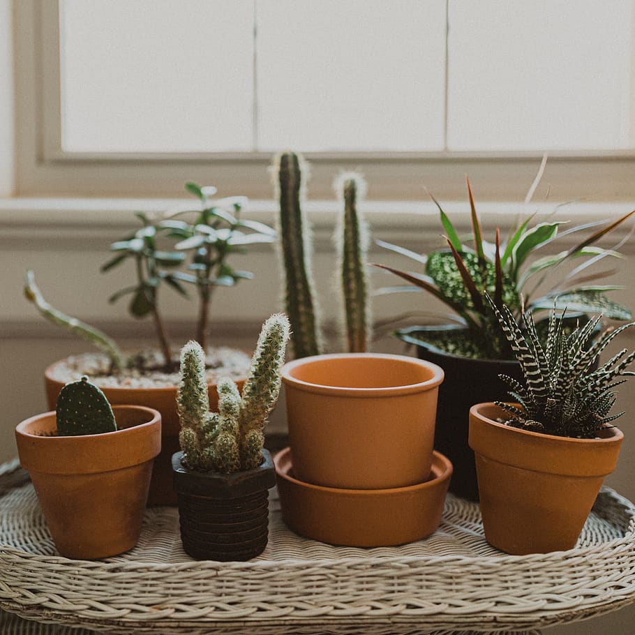 pianta verde foglia, pianta, pentola, ceramica, cactus, deserto, Casa, design, interno, amore, verdura, crescita, invasatura, piante, giardino, giardinaggio, pianta in vaso, vaso, pianta succulenta, in casa, nessuno, natura, pianta della casa, colore verde, avvicinamento, interno di casa, giorno, tavolo, decorazione, concentrarsi sulle conoscenze acquisite, caratteristica della parete, bellezza nella natura, vaso di fiori, 2K