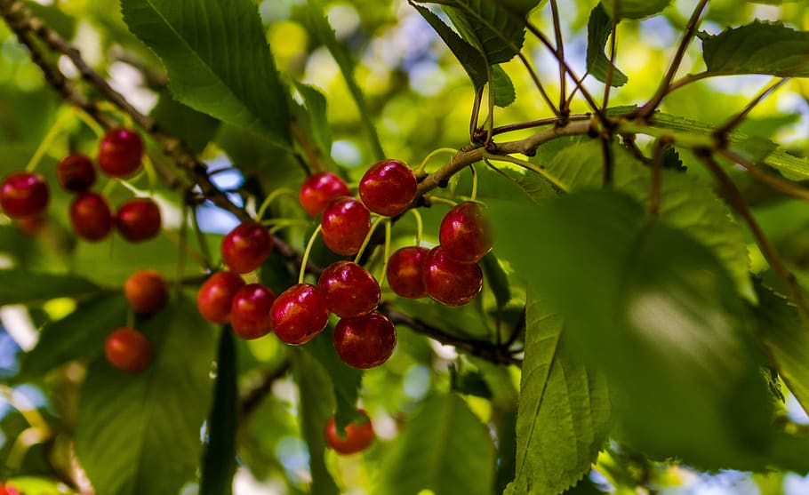 cirera, arbre, primavera, fruita, jardí de fruites, ressò, vermell, naturalesa, jardí, menjar i beguda, menjar, alimentació saludable, creixement, planta, full, part de la planta, frescor, primer pla, color verd, bellesa a la natura, fruites de baies, dia, cap gent, branca, enfocament selectiu, a l'aire lliure, madur, cirerer, 5K