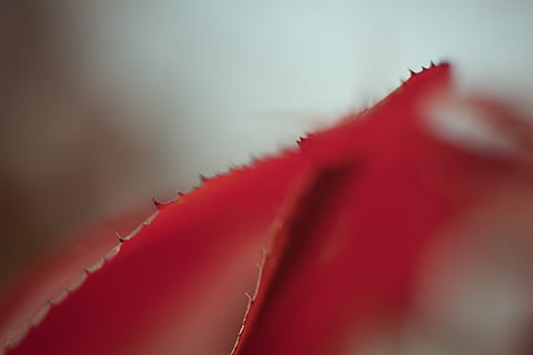 rojo, hoja, planta, arce, verano, textura, belleza en la naturaleza, de cerca, enfoque selectivo, nadie, naturaleza, fragilidad, vulnerabilidad, flor, frescura, antecedentes, crecimiento, enfoque suave, primer plano extremo, resumen, planta floreciendo, al aire libre, fondos abstractos, 5K, CC0, dominio público, libre de derechos