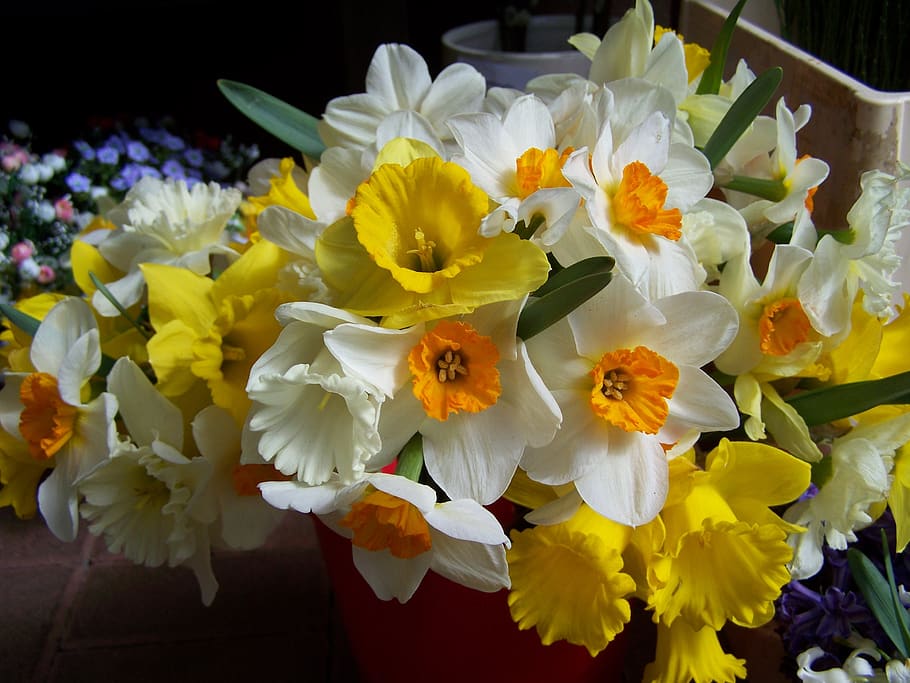 narcisos, blanc, groc, primavera, planta amb flors, flor, frescor, vulnerabilitat, fragilitat, pètal, bellesa a la natura, inflorescència, cap de flor, planta, primer pla, creixement, naturalesa, pol·len, cap gent, Color blanc, narcís, dia, a l'aire lliure, arranjament floral, bouquet, Ram de flors, 2K