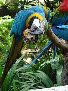 macaw, blue, bird, animal, animal wildlife, animal themes, vertebrate, parrot, animals in the wild, gold and blue macaw, perching, plant, no people, focus on foreground, one animal, nature, day, close-up, 5K, CC0, public domain, royalty free