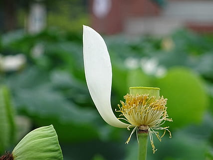 tabitha, lotus, jeden, květ, kvetoucí rostlina, zranitelnost, křehkost, rostlina, růst, svěžest, krása v přírodě, zaměřit se na popředí, okvětní lístek, detail, květu hlavy, květenství, Příroda, den, list, nikdo, rostlinné části, zelená barva, venku, pyl, 2K, CC0, veřejná doména, bez autorských práv