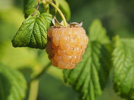 hindbær, makro, foster, vækst, tæt på, plante, fokus på forgrunden, grøn farve, blad, plante del, dag, natur, ingen mennesker, mad, mad og drikke, friskhed, skønhed i naturen, frugt, sund kost, udendørs, træ, velvære, plantestamme, moden, 4K, CC0, offentligt domæne, royaltyfrie