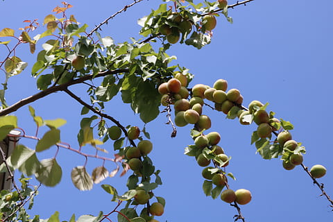 erik, arbre, fruita, menjar i beguda, alimentació saludable, planta, cel, vista d’angle baix, creixement, menjar, cel clar, branca, frescor, naturalesa, dia, bellesa a la natura, cap gent, arbre fruiter, agricultura, full, benestar, a l'aire lliure, madur, 4K, CC0, domini públic, lliure de regalies