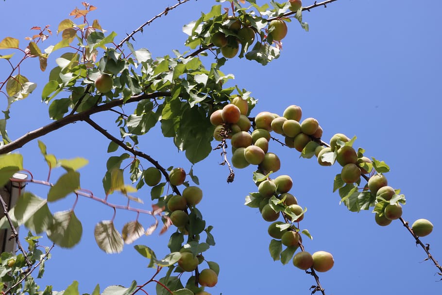 erik, arbre, fruita, menjar i beguda, alimentació saludable, planta, cel, vista d’angle baix, creixement, menjar, cel clar, branca, frescor, naturalesa, dia, bellesa a la natura, cap gent, arbre fruiter, agricultura, full, benestar, a l'aire lliure, madur, 4K