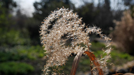 primavera, canya, sec, llum de fons, planta, centrar-se en primer pla, naturalesa, creixement, bellesa a la natura, cap gent, dia, primer pla, tranquil·litat, vulnerabilitat, fragilitat, a l'aire lliure, flor, frescor, llum solar, tija de la planta, planta amb flors, terra, camp, arbre, 4K, CC0, domini públic, lliure de regalies