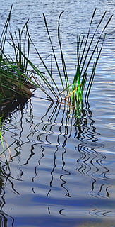 river, grass, reflection, spain, water, lake, plant, nature, beauty in nature, day, no people, waterfront, animal themes, rippled, animals in the wild, animal wildlife, high angle view, tranquility, animal, outdoors, green color, growth, floating on water, 4K, CC0, public domain, royalty free