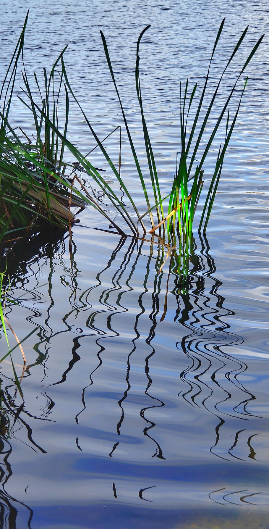 river, grass, reflection, spain, water, lake, plant, nature, beauty in nature, day, no people, waterfront, animal themes, rippled, animals in the wild, animal wildlife, high angle view, tranquility, animal, outdoors, green color, growth, floating on water, 4K