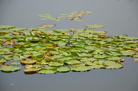 voda, zelená, plovák, list, rostlina, rostlinné části, jezero, květ, krása v přírodě, svěžest, Příroda, růst, leknín, zelená barva, nikdo, kvetoucí rostlina, detail, studio shot, plovoucí, zranitelnost, plovoucí na vodě, lotosový leknín, 4K, CC0, veřejná doména, bez autorských práv