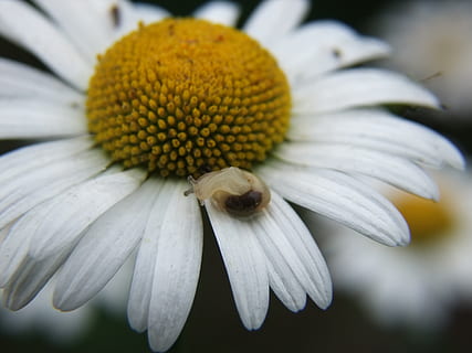 bunga aster, siput, tarian, bunga, tanaman berbunga, kerentanan, kerapuhan, merapatkan, kesegaran, daun bunga, kepala bunga, pertumbuhan, keindahan di alam, menanam, hal berkembang, serbuk sari, kuning, fokus pada latar depan, tidak ada orang, coneflower, warna putih, alam, 2K, CC0, domain publik, bebas royalti