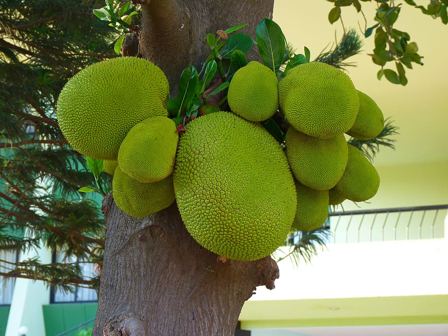 Jack, fruita, verd, deliciós, alimentació saludable, planta, arbre, color verd, menjar, menjar i beguda, creixement, tronc de l'arbre, tronc, cap gent, primer pla, frescor, benestar, vista d’angle baix, centrar-se en primer pla, penjant, dia, bellesa a la natura, naturalesa, a l'aire lliure, madur, 4K