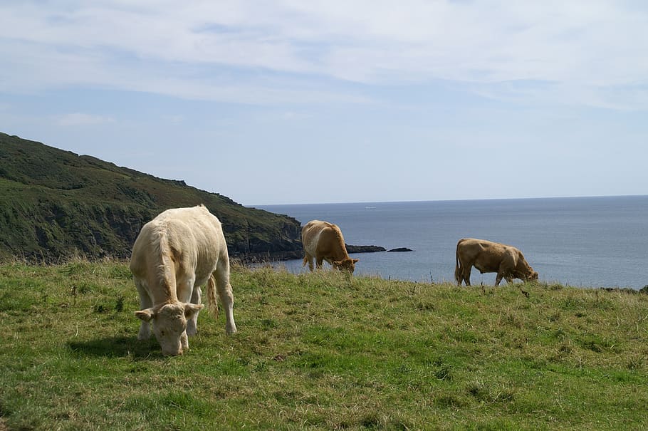 Cornwall, vaques, pastures, Costa, mamífer, animal, grup d’animals, temes d'animals, terra, herba, cel, vertebrats, animals domèstics, camp, bestiar, pasturatge, bellesa a la natura, planta, mascotes, naturalesa, nacional, cap gent, escenics - natura, núvol - cel, herbívors, a l'aire lliure, família d’animals, 2K