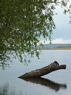 Oderbruch, flod, indtryk, vand, træ, plante, ro, skønhed i naturen, natur, afspejling, rolig scene, himmel, sø, dag, scenics - natur, ingen mennesker, vækst, udendørs, ikke-urbane scene, havnefronten, jord, afdeling, drivtømmer, 4K, CC0, offentligt domæne, royaltyfrie