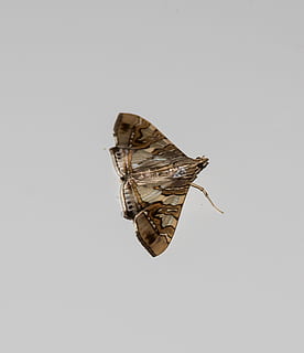 arna, insecte, marró, patró, salvatge, ala, Queensland, Austràlia, tir de l'estudi, fons blanc, còpia espai, a l'interior, tallar, sol objecte, cap gent, natura morta, primer pla, riquesa, gris, directament a sobre, fons gris, vista d’angle alt, a l'aire, moda, creativitat, moneda, reflexió, luxe, 2K, CC0, domini públic, lliure de regalies