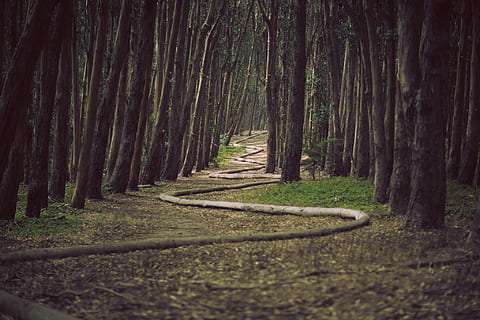 forêt, serpent, arts, des arbres, chemin, sentier, paysage, la nature, les bois, herbe, branches, arbre, tronc d'arbre, tronc, plante, tranquillité, terre, scène tranquille, direction, des bois, croissance, la voie à suivre, beauté dans la nature, paysages - nature, personne, journée, en plein air, bordé d'arbres, bambou - plante, Piste, 1080P, CC0, domaine public, libre de droits
