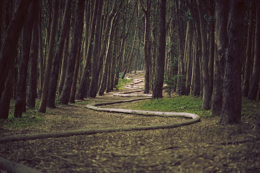 forêt, serpent, arts, des arbres, chemin, sentier, paysage, la nature, les bois, herbe, branches, arbre, tronc d'arbre, tronc, plante, tranquillité, terre, scène tranquille, direction, des bois, croissance, la voie à suivre, beauté dans la nature, paysages - nature, personne, journée, en plein air, bordé d'arbres, bambou - plante, Piste, 1080P
